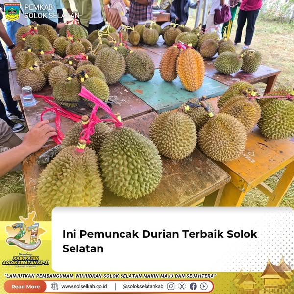 Ini Pemuncak Durian Terbaik Solok Selatan